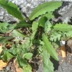 Picris echioides Blatt