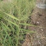 Phragmites australis葉