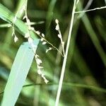 Glyceria canadensis फल