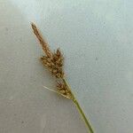 Carex pilulifera Flower