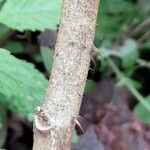 Solanum viarum Bark