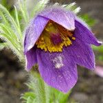 Pulsatilla chinensis Blüte