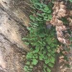 Adiantum capillus-venerisLeaf