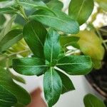 Catharanthus roseus Blad