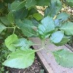 Solanum elaeagnifolium Blatt