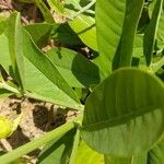 Crotalaria retusa Folha