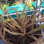 Drosera capensis Blad