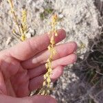 Reseda stricta Çiçek