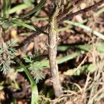 Allium atroviolaceum Bark