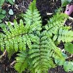 Polystichum braunii Φύλλο