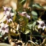 Viola rostrata Habitatea