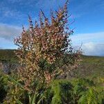 Rumex abyssinicus Flor