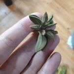 Peperomia asperula Blatt