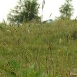 Festuca filiformis Folio