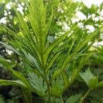 Paeonia ludlowii Yaprak