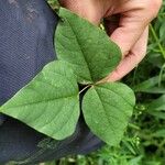 Amphicarpaea bracteata Blatt