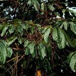 Schefflera pseudocandelabrum عادت داشتن