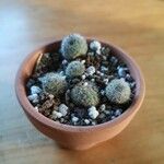 Rebutia heliosa Leaf