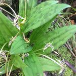 Scoliopus bigelovii Květ