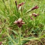 Hesperis tristis Квітка