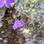 Campanula herminii Flor