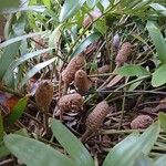 Zamia integrifolia Fruit