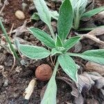 Cynoglossum amabile Blad