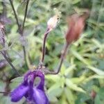 Aconitum columbianum Цветок