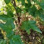 Ribes magellanicum Hoja