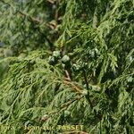 Cupressus pendula その他の提案