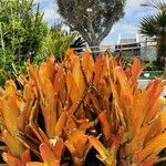 Aechmea blanchetiana Leaf