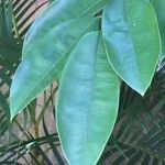 Chrysophyllum cainito Hoja
