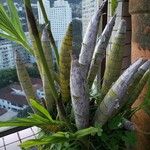 Cyrtopodium andersonii Yaprak