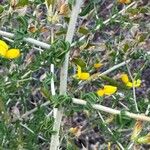 Adenocarpus telonensis 葉