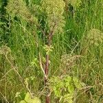 Angelica sylvestris ശീലം