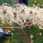 Clematis vitalbaFlower