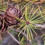 Larix decidua Frugt