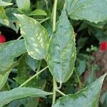 Malvaviscus penduliflorus Folha