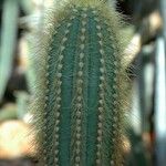Pilosocereus tillianus Hoja