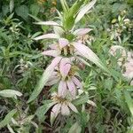 Monarda punctata Листок