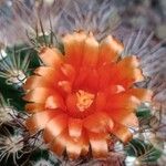 Parodia comarapana Flor