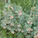 Symphoricarpos rotundifolius Folha