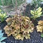 Heuchera micrantha Blad