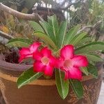 Adenium multiflorumFlower