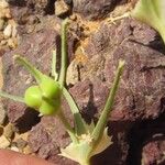 Euphorbia biumbellata Fruit
