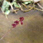 Bulbophyllum sanfordii Flower