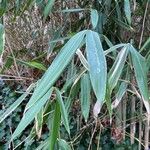 Pseudosasa japonica Leaf