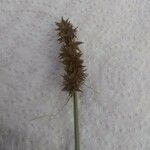 Carex vulpina Flower