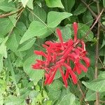 Erythrina herbacea Folio