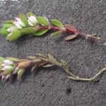 Radiola linoides Vivejo
